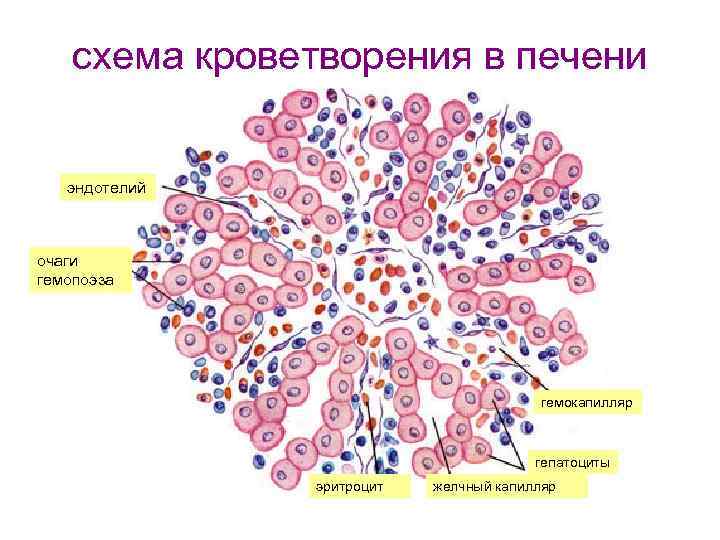 Схема кроветворения по воробьеву