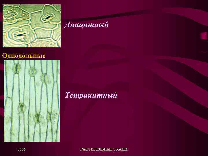 Диацитный Однодольные Тетрацитный 2005 РАСТИТЕЛЬНЫЕ ТКАНИ 