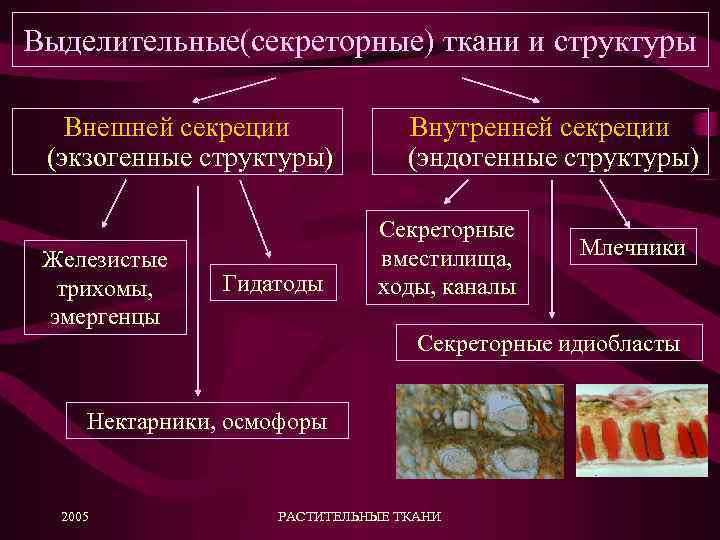 Выделительные(секреторные) ткани и структуры Внешней секреции (экзогенные структуры) Железистые трихомы, эмергенцы Гидатоды Внутренней секреции