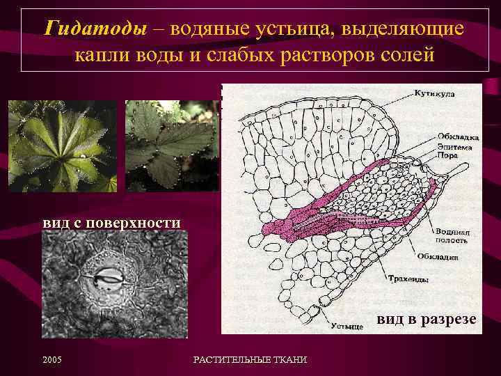 Гидатоды – водяные устьица, выделяющие капли воды и слабых растворов солей вид с поверхности