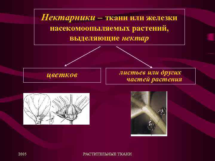 Нектарники – ткани или железки насекомоопыляемых растений, выделяющие нектар цветков 2005 листьев или других