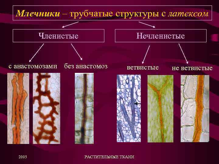 Млечники – трубчатые структуры с латексом Членистые Нечленистые с анастомозами без анастомоз 2005 ветвистые