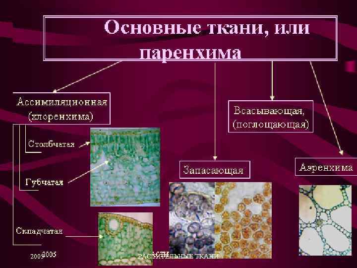 2005 РАСТИТЕЛЬНЫЕ ТКАНИ 