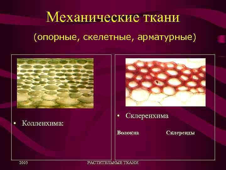 Механические ткани (опорные, скелетные, арматурные) • Колленхима: • Склеренхима Волокна 2005 РАСТИТЕЛЬНЫЕ ТКАНИ Склереиды