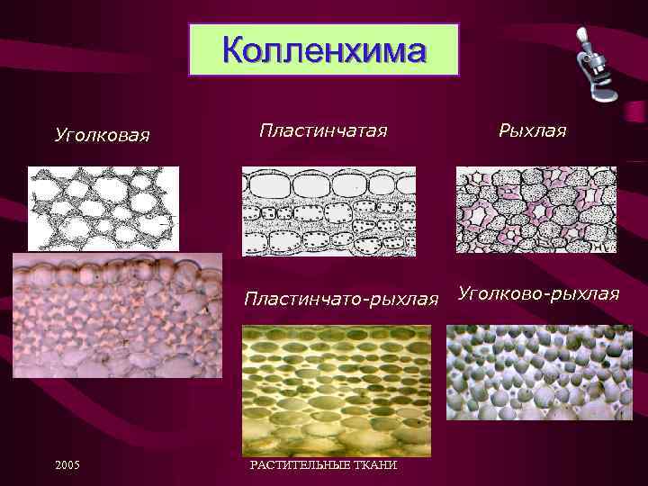 Колленхима Уголковая Пластинчато-рыхлая 2005 РАСТИТЕЛЬНЫЕ ТКАНИ Рыхлая Уголково-рыхлая 