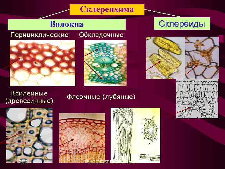 Группы растительных тканей фото