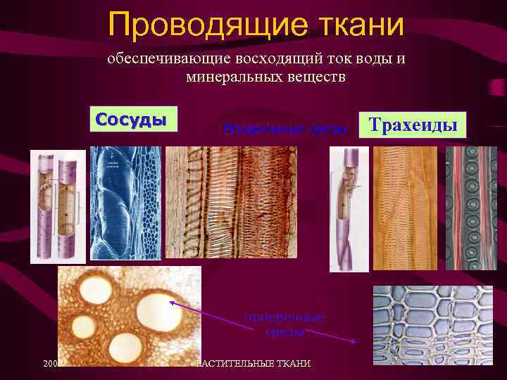 Проводящие ткани обеспечивающие восходящий ток воды и минеральных веществ Сосуды Продольные срезы поперечные срезы