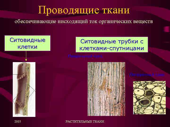 Проводящие ткани обеспечивающие нисходящий ток органических веществ Ситовидные клетки Ситовидные трубки с клетками-спутницами Продольный