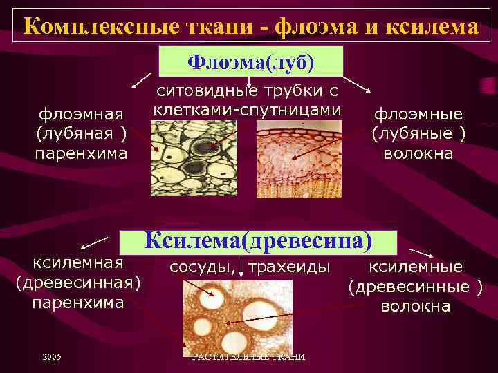 Комплексные ткани - флоэма и ксилема Флоэма(луб) флоэмная (лубяная ) паренхима ксилемная (древесинная) паренхима