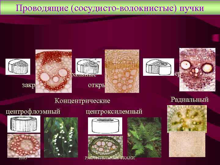 Проводящие (сосудисто-волокнистые) пучки Коллатеральные закрытый открытый Биколлатеральный Концентрические центрофлоэмный центроксилемный 2005 РАСТИТЕЛЬНЫЕ ТКАНИ Радиальный