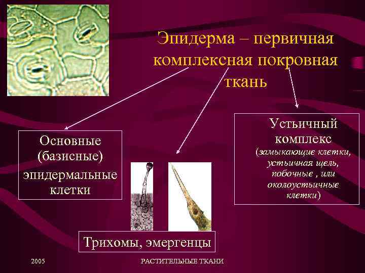 Эпидерма – первичная комплексная покровная ткань Устьичный комплекс Основные (базисные) эпидермальные клетки (замыкающие клетки,