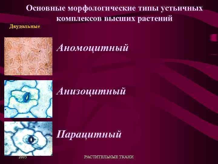 Основные морфологические типы устьичных комплексов высших растений двудольные Двудольные Аномоцитный Анизоцитный Парацитный 2005 РАСТИТЕЛЬНЫЕ