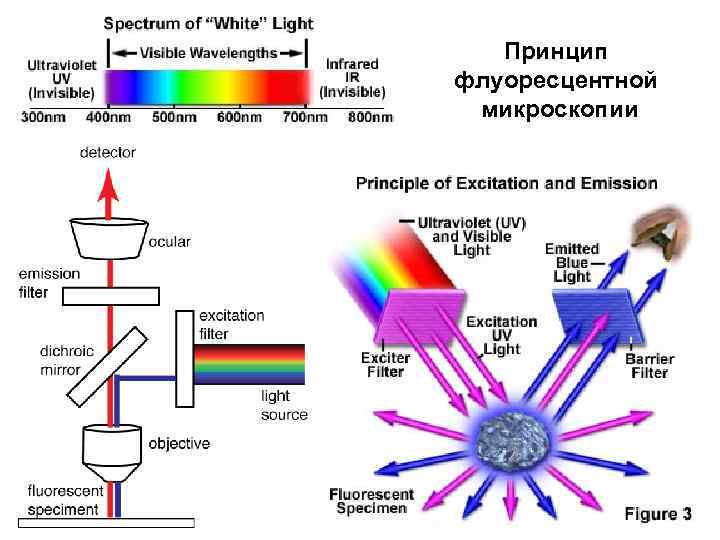 Принцип флуоресцентной микроскопии 