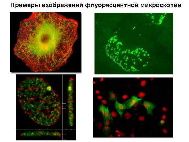 Световая микроскопия