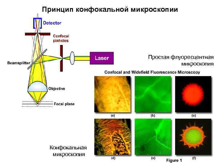 Конфокальная микроскопия