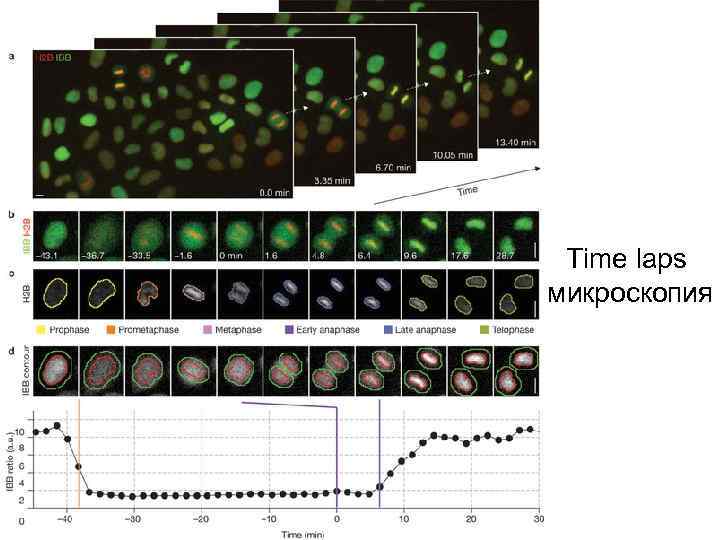 Time laps микроскопия 