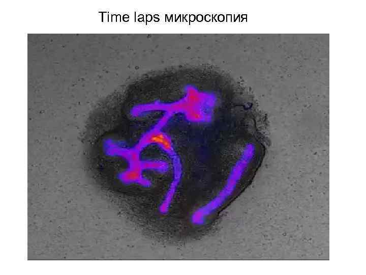 Time laps микроскопия 