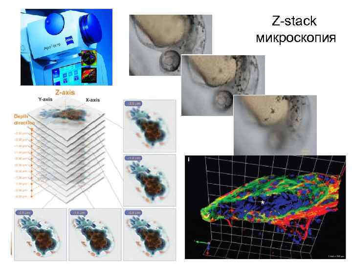 Z-stack микроскопия 