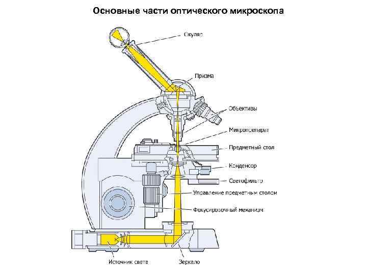 Основные части оптического микроскопа 