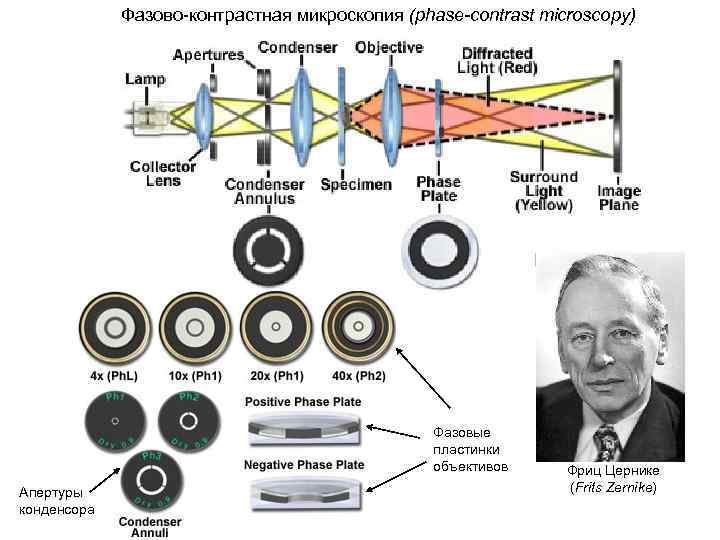 Фазово-контрастная микроскопия (phase-contrast microscopy) Фазовые пластинки объективов Апертуры конденсора Фриц Цернике (Frits Zernike) 