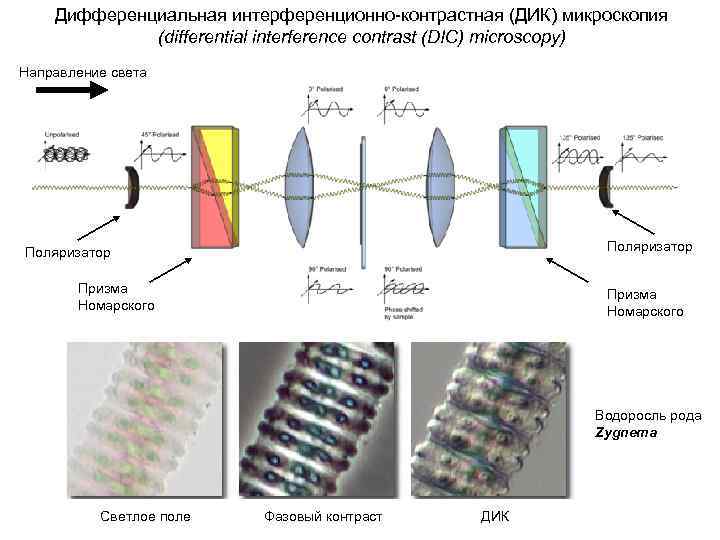 Дифференциальная интерференционно-контрастная (ДИК) микроскопия (differential interference contrast (DIC) microscopy) Направление света Поляризатор Призма Номарского