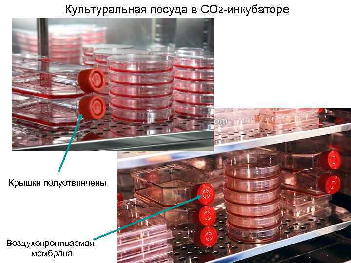 Культуральная посуда в CO 2 -инкубаторе Крышки полуотвинчены Воздухопроницаемая мембрана 