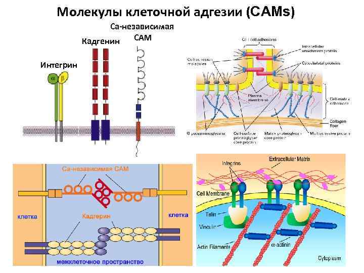 Молекулярный клеточный