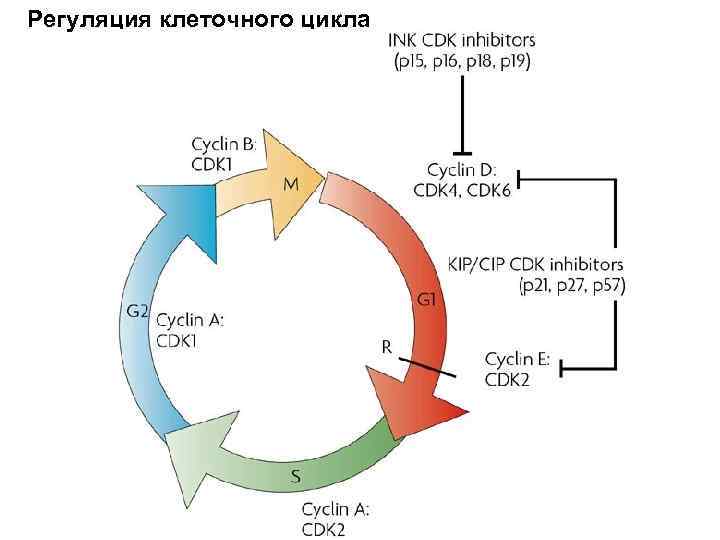 Регуляция клеток. Регуляция клеточного цикла циклины. Молекулярные механизмы регуляции клеточного цикла. Функции регуляторов клеточного цикла. Факторы роста и их участие в регуляции клеточного цикла.