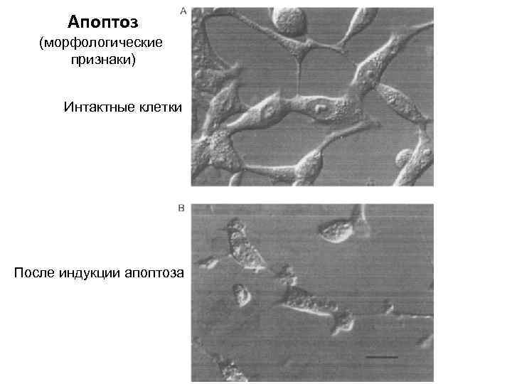 Клетки после. Интактные клетки. Культивирование интактных клеток. Интактная клетка это. Интактные клетки это определение.