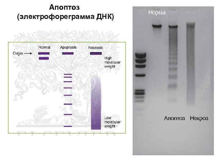 Норма днк. Электрофореграмма ДНК. Электрофореграмма фрагментов. Анализ электрофореграммы ДНК. Чтение электрофореграммы.