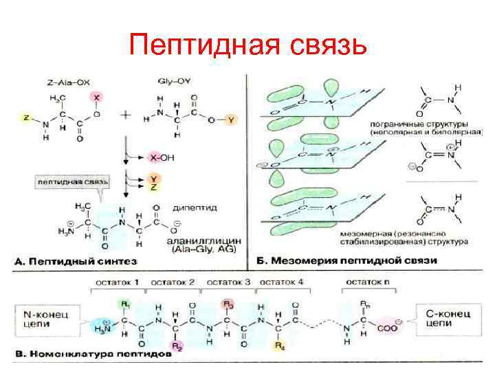 Молекула содержащая пептидные связи