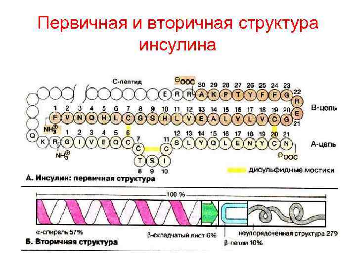 Первичная и вторичная структура инсулина 