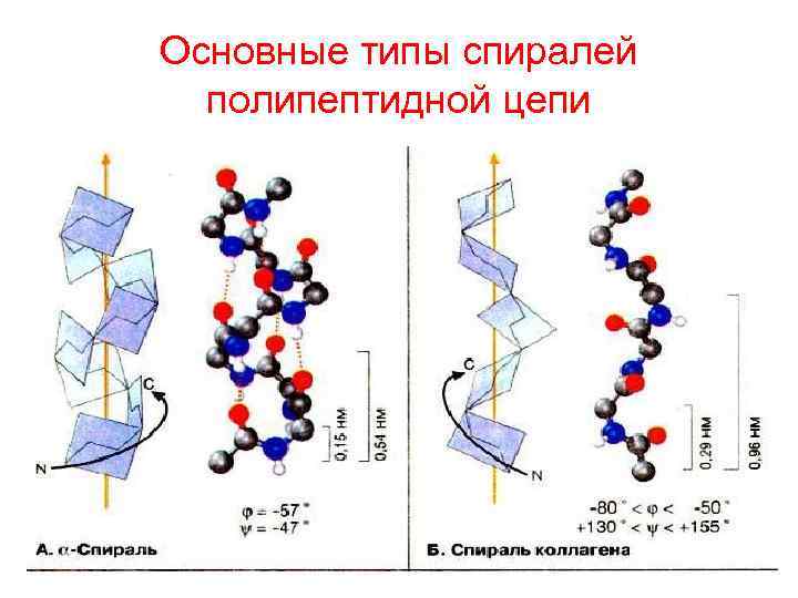 Основные типы спиралей полипептидной цепи 