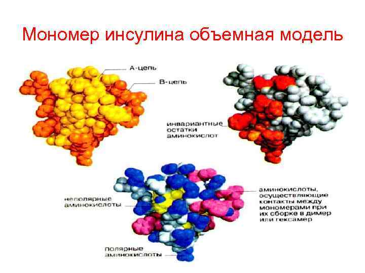 Мономер инсулина объемная модель 