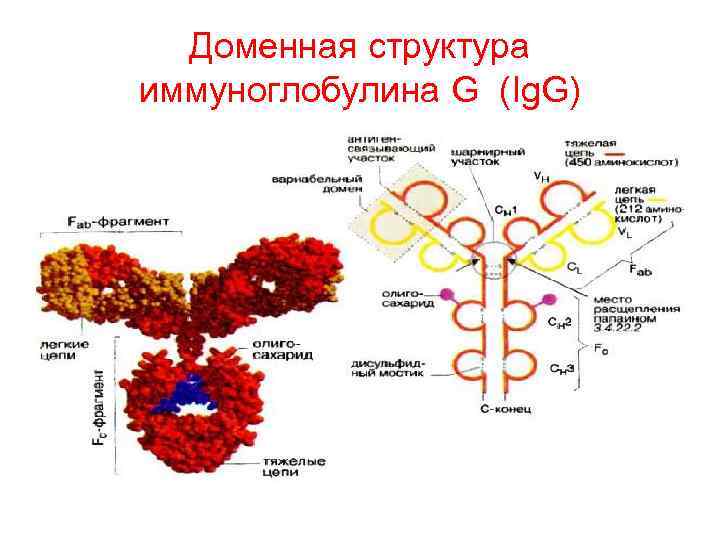 Доменная структура иммуноглобулина G (Ig. G) 