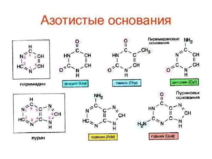 Азотистые основания 