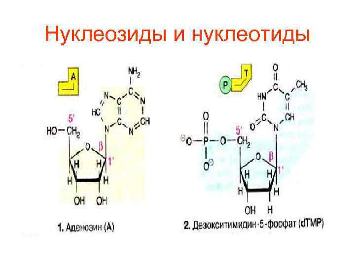 Нуклеозиды и нуклеотиды 