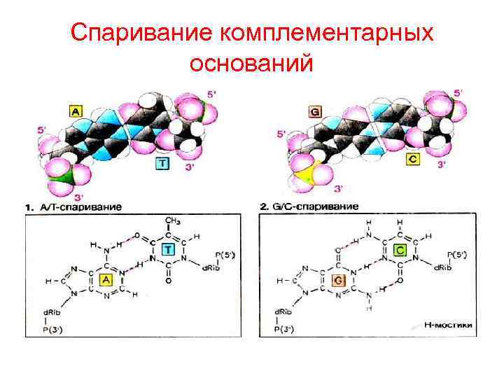 Спаривание комплементарных оснований 