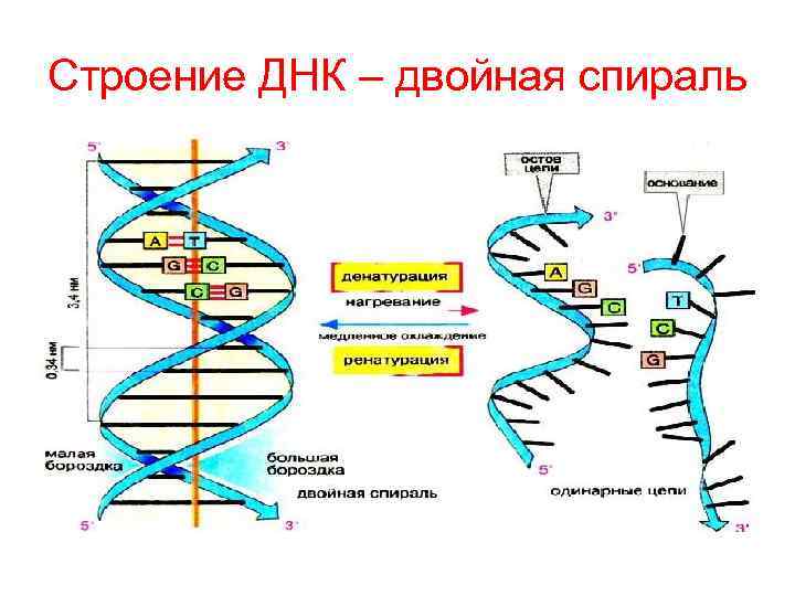 Строение ДНК – двойная спираль 