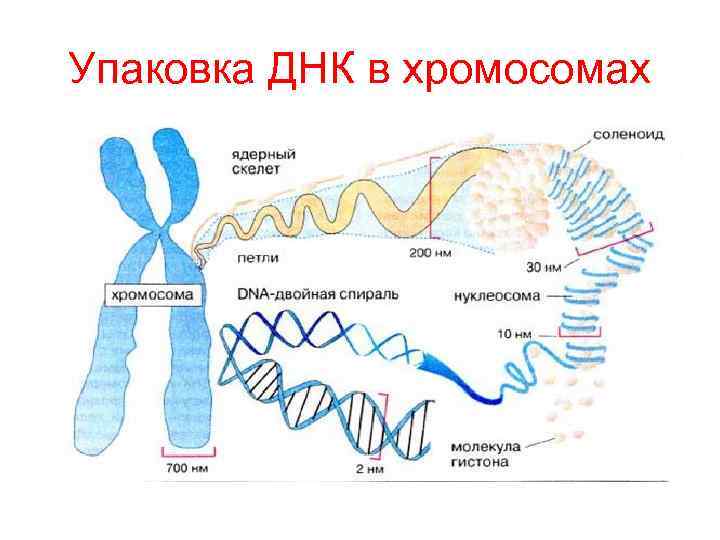 Упаковка ДНК в хромосомах 