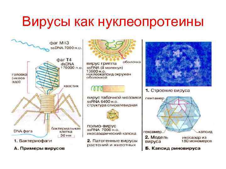 Вирусы как нуклеопротеины 