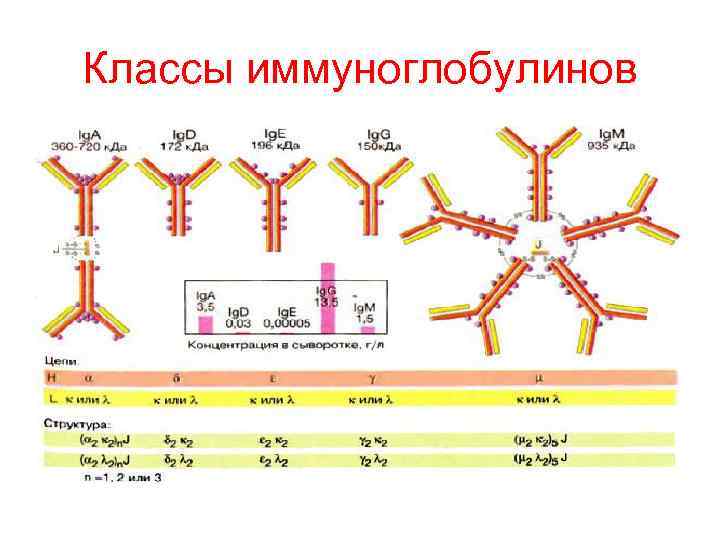 Иммуноглобулин м картинка