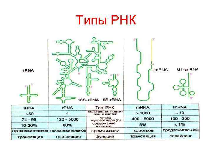 Типы РНК 