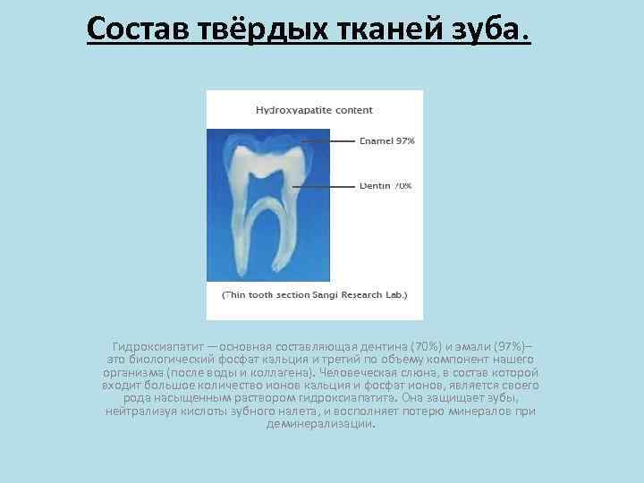 Твердая ткань зуба. Строение твердых тканей зубов. Строение твердых тканей зуба. Строение твердых тканей зуба стоматология.