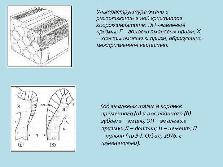 Какой цифрой на рисунке обозначен дентин