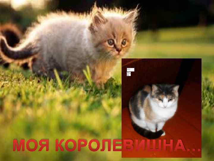 МОЯ КОРОЛЕВИШНА… 