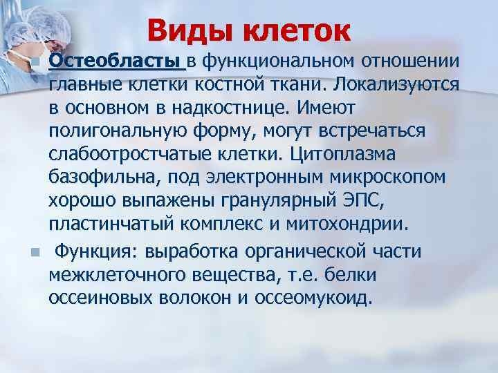 Виды клеток n n Остеобласты в функциональном отношении главные клетки костной ткани. Локализуются в