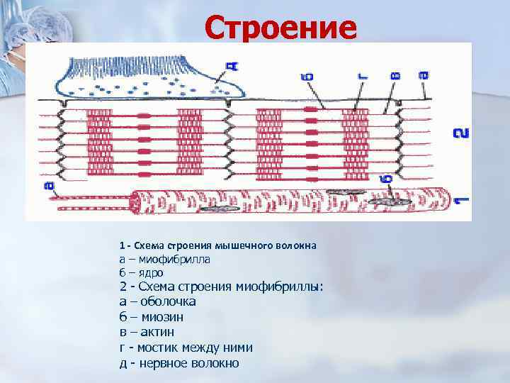 Строение 1 - Схема строения мышечного волокна а – миофибрилла б – ядро 2