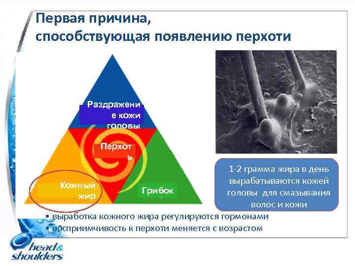 Первая причина, способствующая появлению перхоти Раздражени е кожи головы Перхот ь 1 -2 грамма