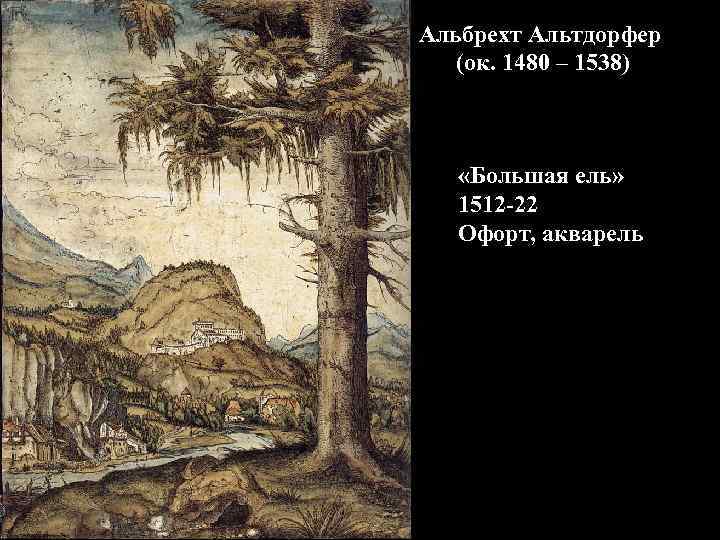 Альбрехт Альтдорфер (ок. 1480 – 1538) «Большая ель» 1512 -22 Офорт, акварель 